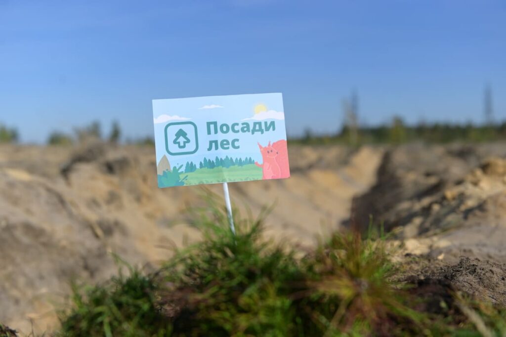 Пять тысяч сеянцев сосны высадили в Дзержинске
