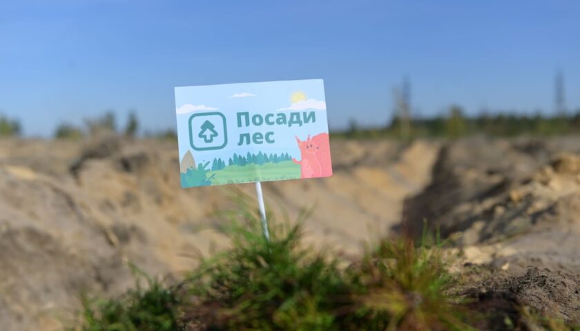 Пять тысяч сеянцев сосны высадили в Дзержинске