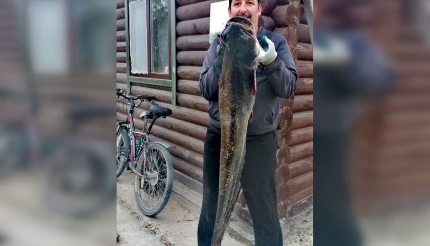 Экс-депутат городской Думы Дзержинска поймал в Оке сома весом 12,5 кг