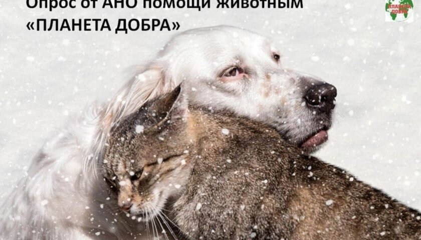 Жителей Дзержинска приглашают высказать мнение о стерилизации животных