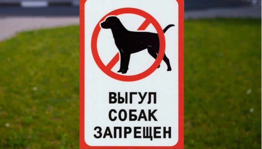 Собак – на площадку