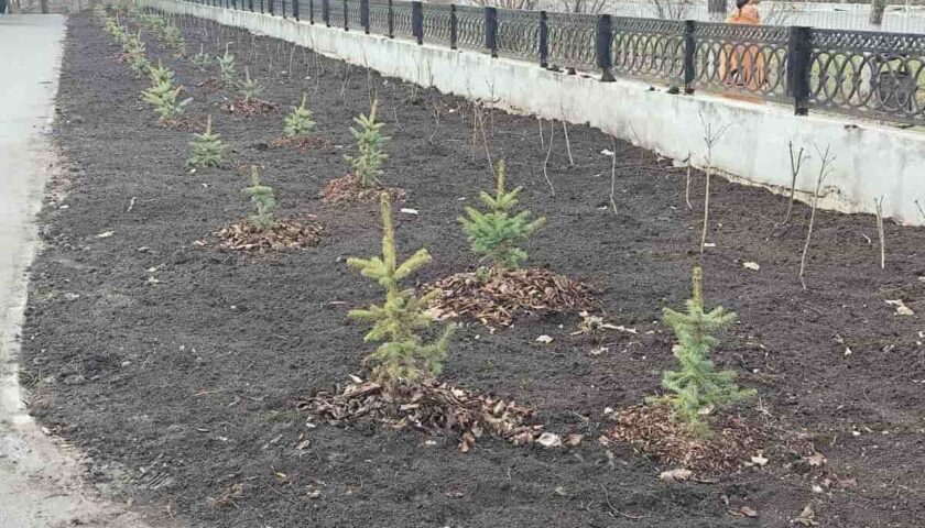 Парк украсили ёлочки